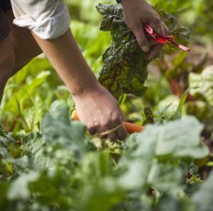 13-harvesting-red-chard-e1367876739471-300x298