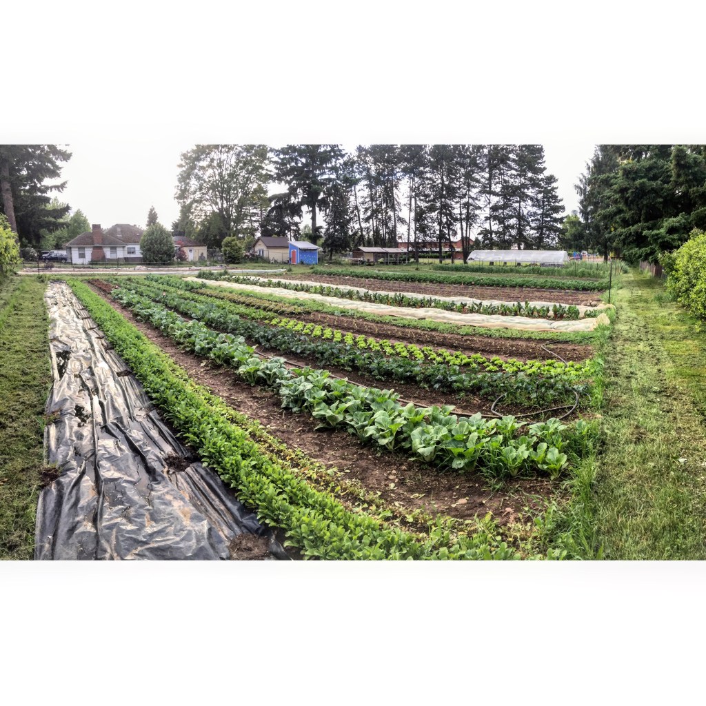 Panorama of farm fields 