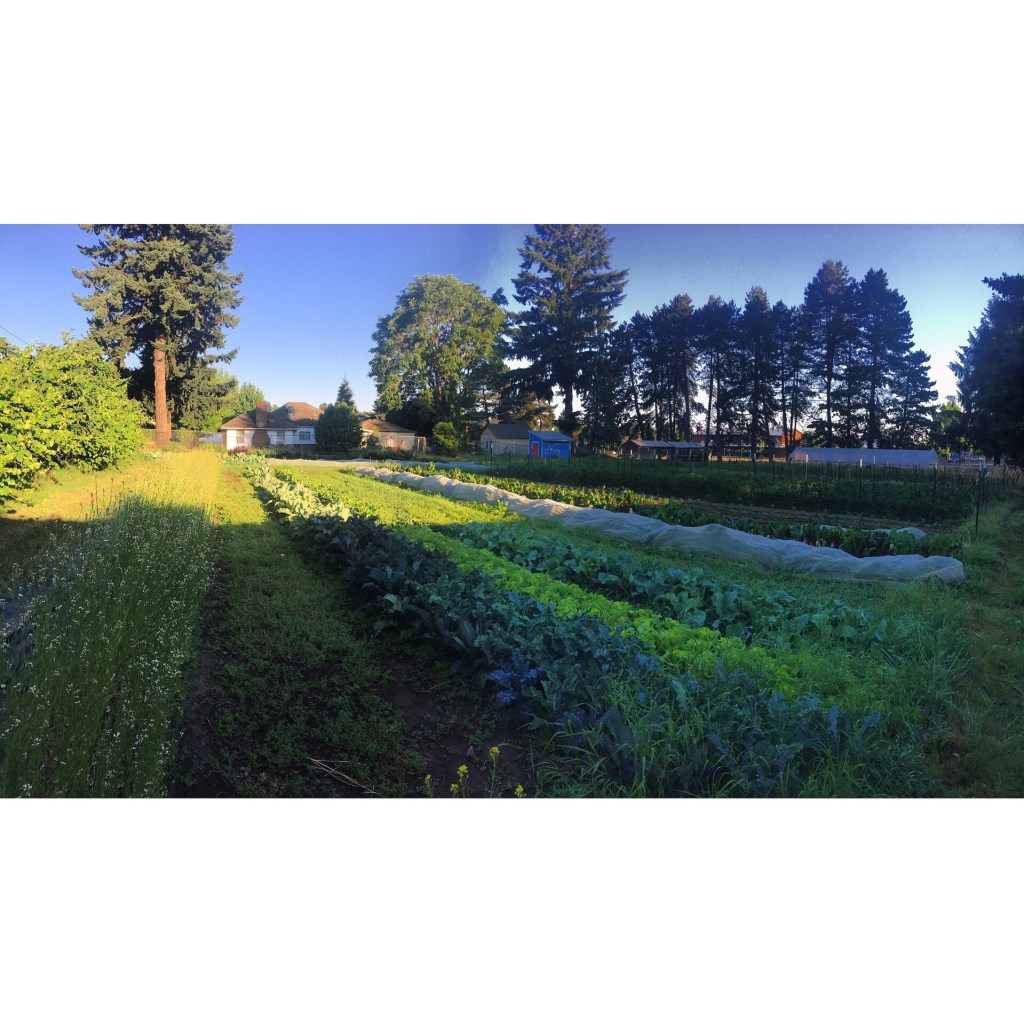 Pano of farm field